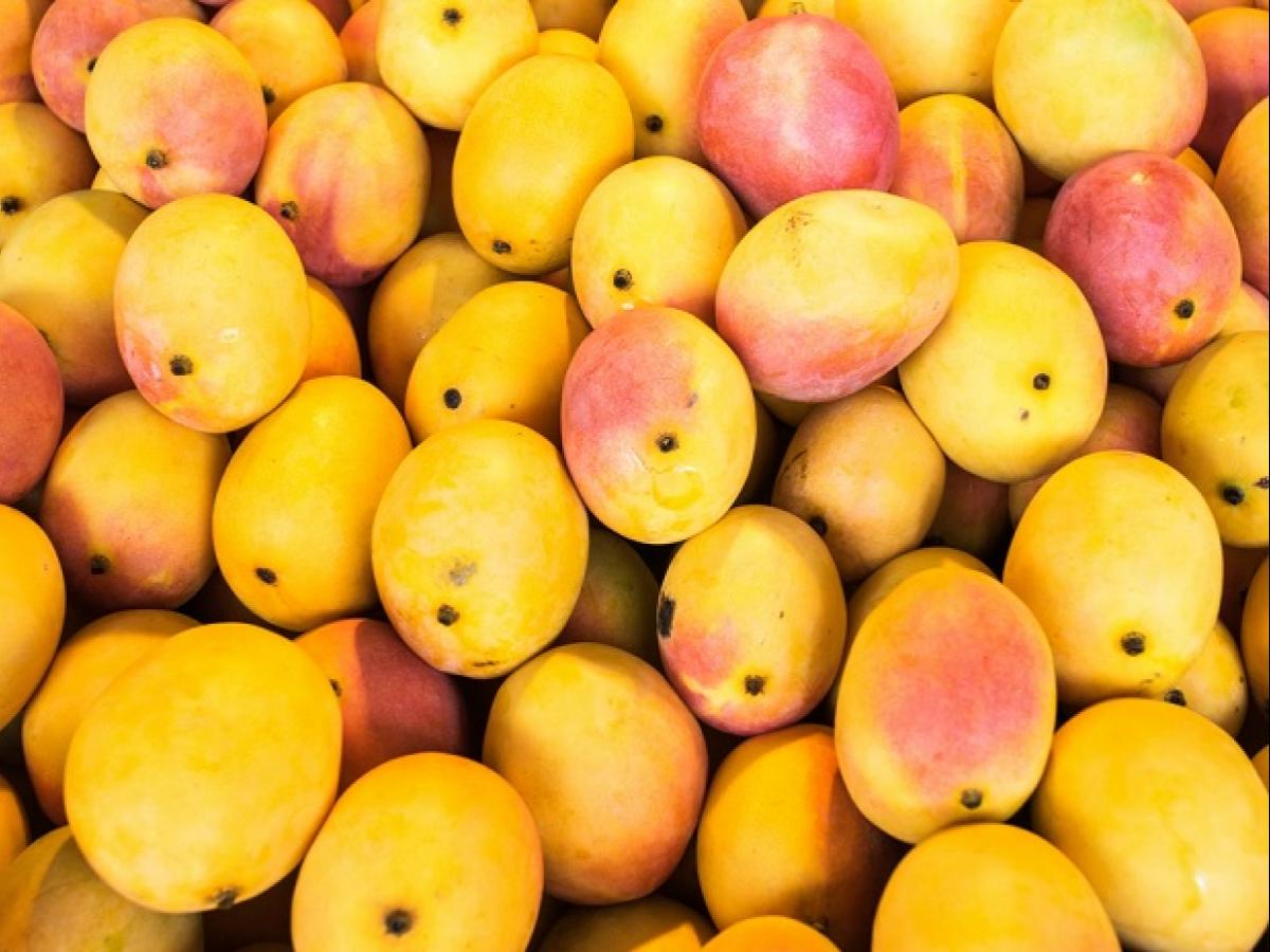 Sugar-free Mangoes – The New Trend
