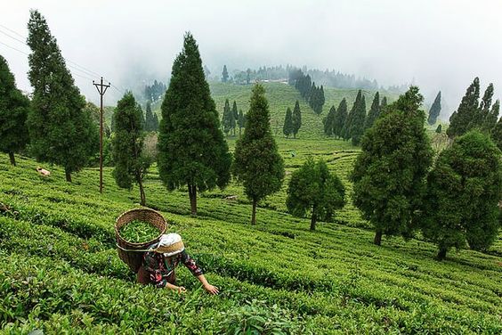 Organic Farming in India – Good or Harmful?